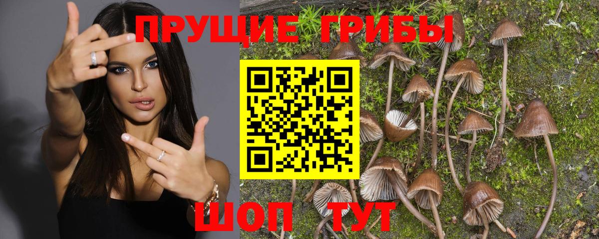 Псилоцибиновые грибы Cubensis Апатиты
